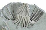 Incredible Crinoid (Glyptocrinus) Plate - Maysville, Kentucky #280275-2